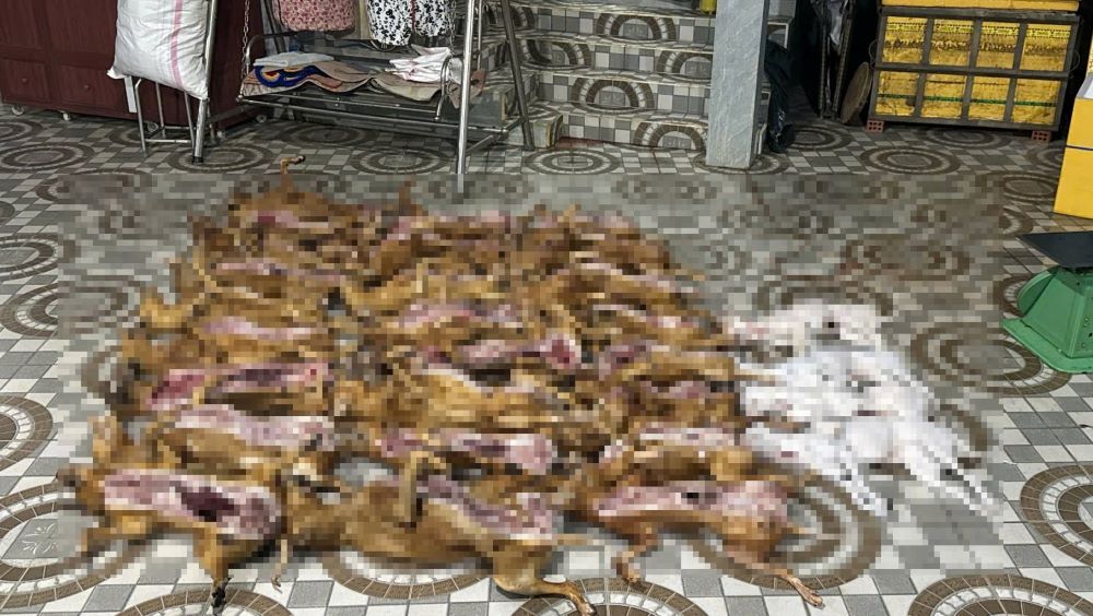 Dien Ban Ward Police discovered dozens of dogs of unknown origin being illegally slaughtered. Photo: Da Nang City Police