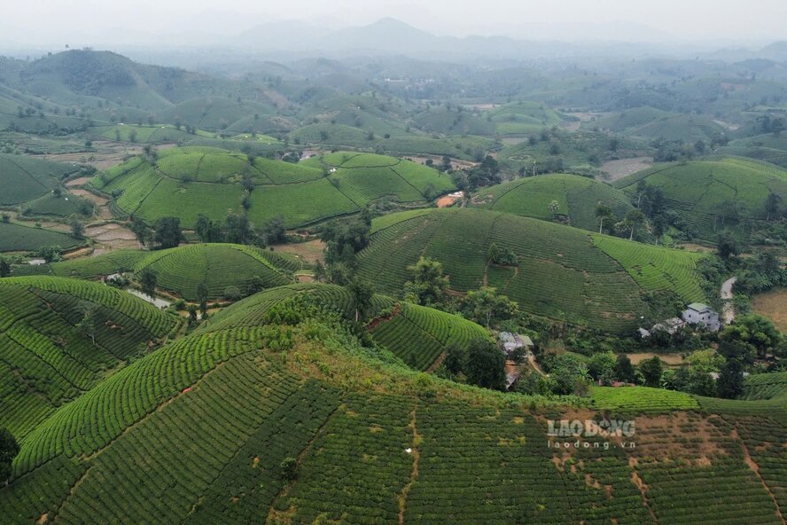 Doi che Long Coc (xa Long Coc, tinh Phu Tho) noi tieng voi nhung doi bat up trong bat ngan che xanh. Anh: To Cong.