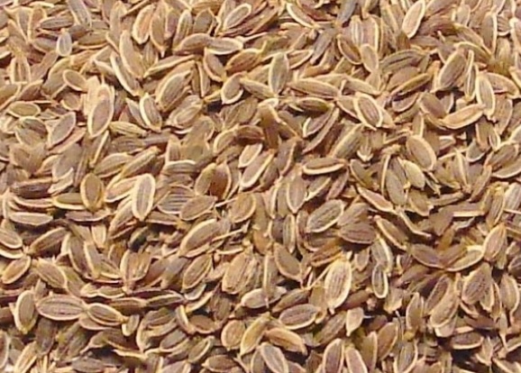 Liver detoxification and kidney detoxification with dill seeds are a method that workers working in hot, dusty, and high-intensity environments can refer to. Photo: Tran Lan