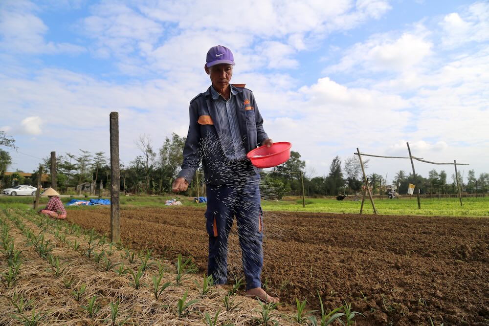 후에 농부들이 홍수 후 설날 꽃을 복구하는 데 분주합니다. 사진: 응우옌 루언