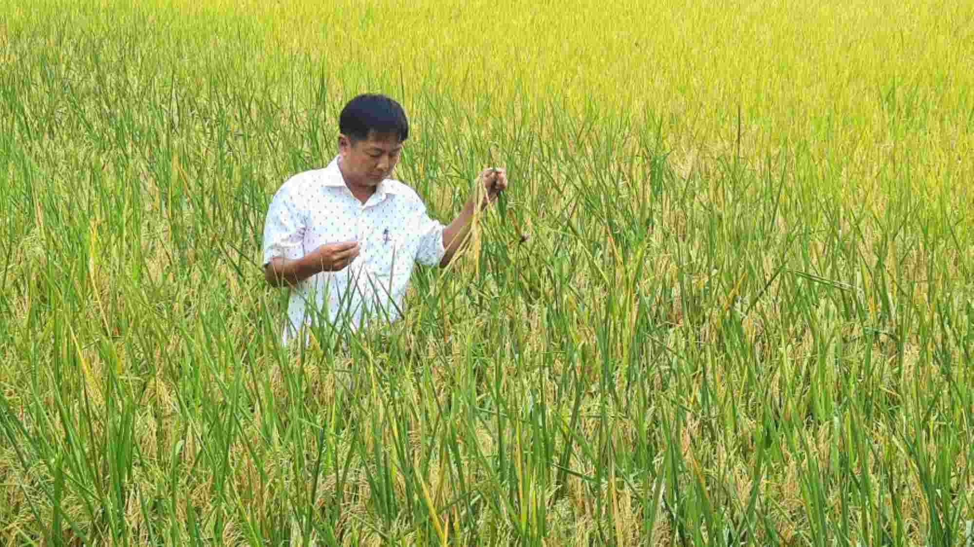 High-quality rice production in Ca Mau. Photo: NHAT HO