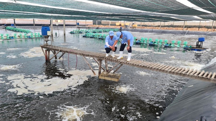 Thu hoach tom nuoi theo mo hinh sieu tham canh mat do cao tai Ca Mau. Anh: NHAT HO