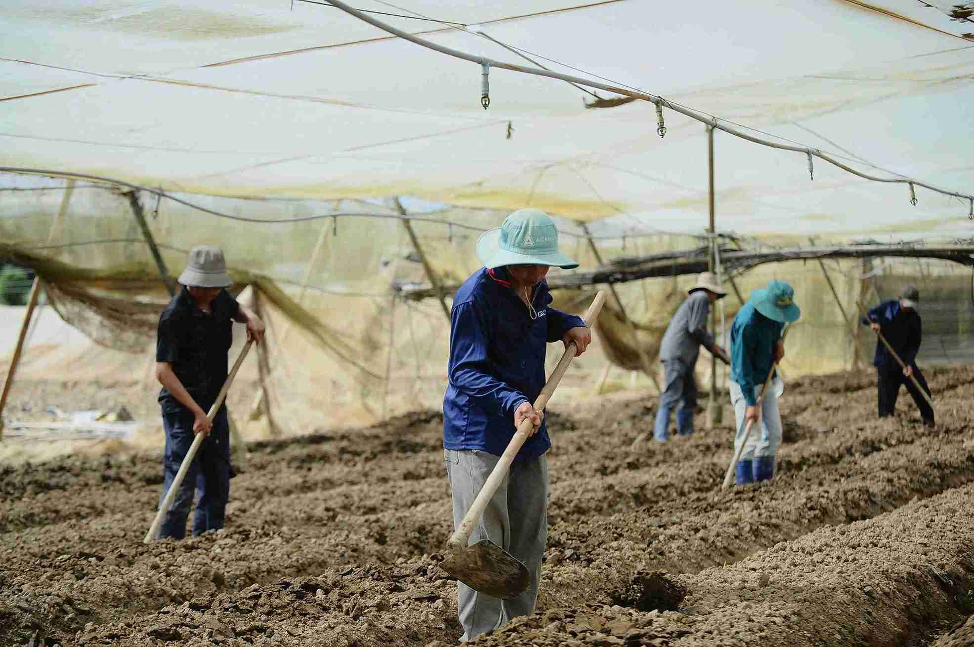 Ba con vung lu o Lam Dong vuc day san xuat cho kip thi truong Tet co truyen 2026. Anh: Phuc Khanh 