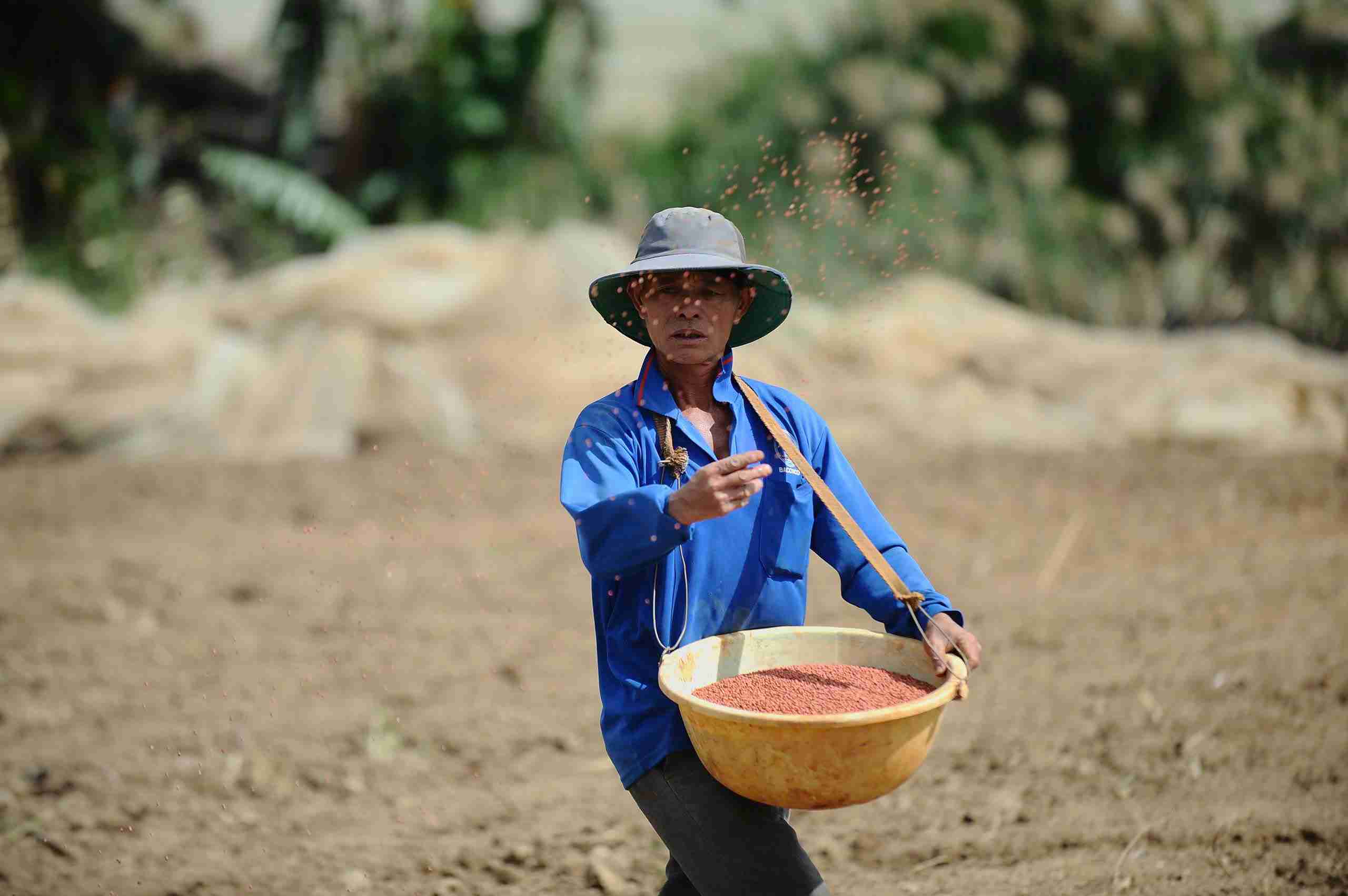 Rau ngan ngay duoc nguoi dan vung lu Lam Dong lua chon xuong giong de phuc vu thi truong Tet. Anh: Phuc Khanh 