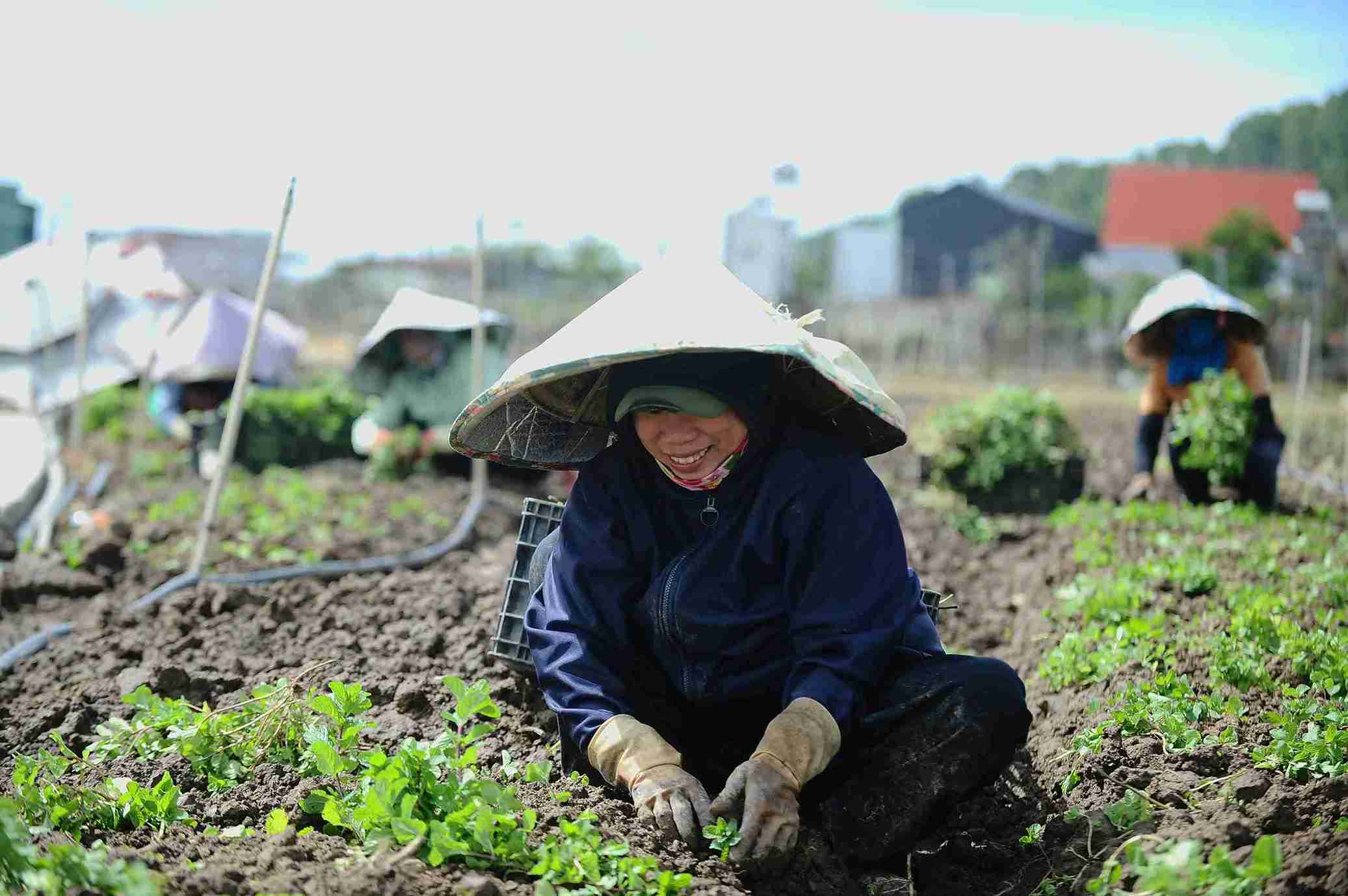 Nguoi dan xa D'ran tap trung xuong cac giong rau mui phuc vu thi truong Tet. Anh: Phuc Khanh 
