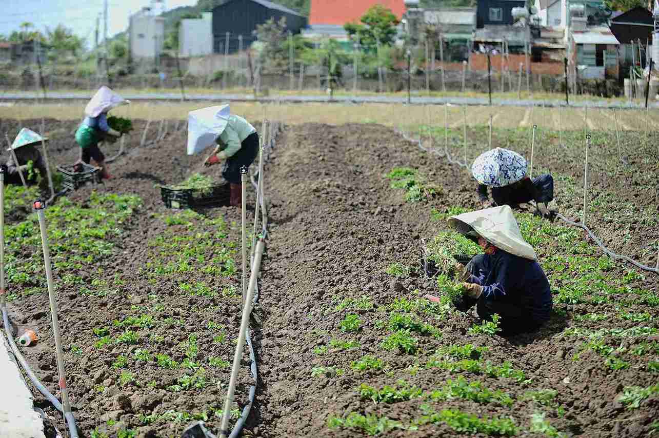 People in the flood-affected area of Lam Dong re-produce short-term green vegetables to serve Tet. Photo: Phuc Khanh
