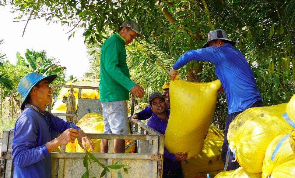 Nguoi lao dong tham gia cac khau cay, thu hoach, van chuyen, bao quan lua tai HTX co thu nhap on dinh. Anh: Phuong Anh