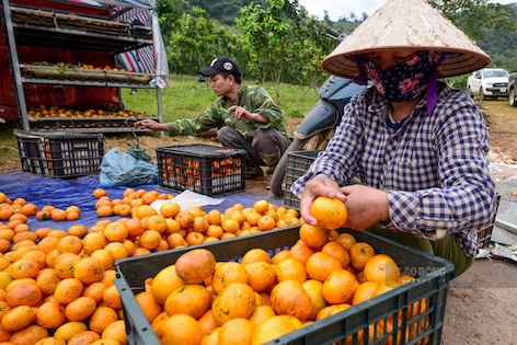 Xuat khau thuy san va rau qua la diem sang trong buc tranh xuat khau nong lam thuy san Viet nam 2025. Anh: Hai Nguyen. 