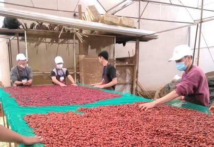 Ca phe san xuat theo quy trinh huu co tai xa Truong Xuan. Anh: Dia phuong cung cap 