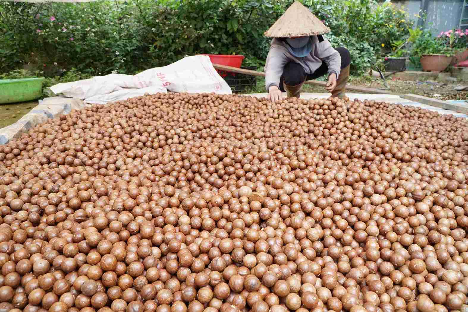 Sam pham mac ca dang mang lai thu nhap cao cho nguoi dan. Anh: Phuc Khanh 