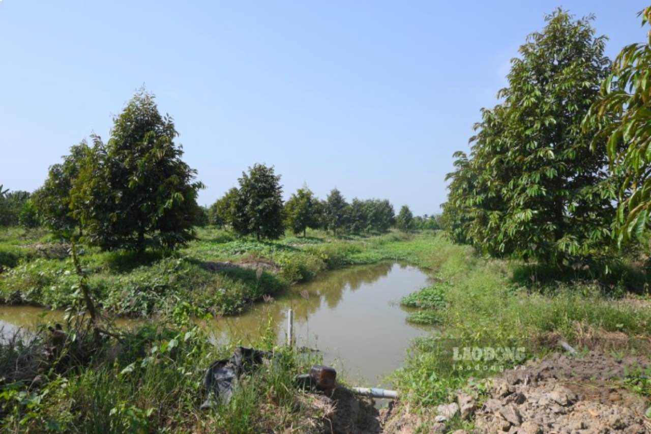 People store water in the fields to ensure irrigation for trees. Photo: Thanh Nhan