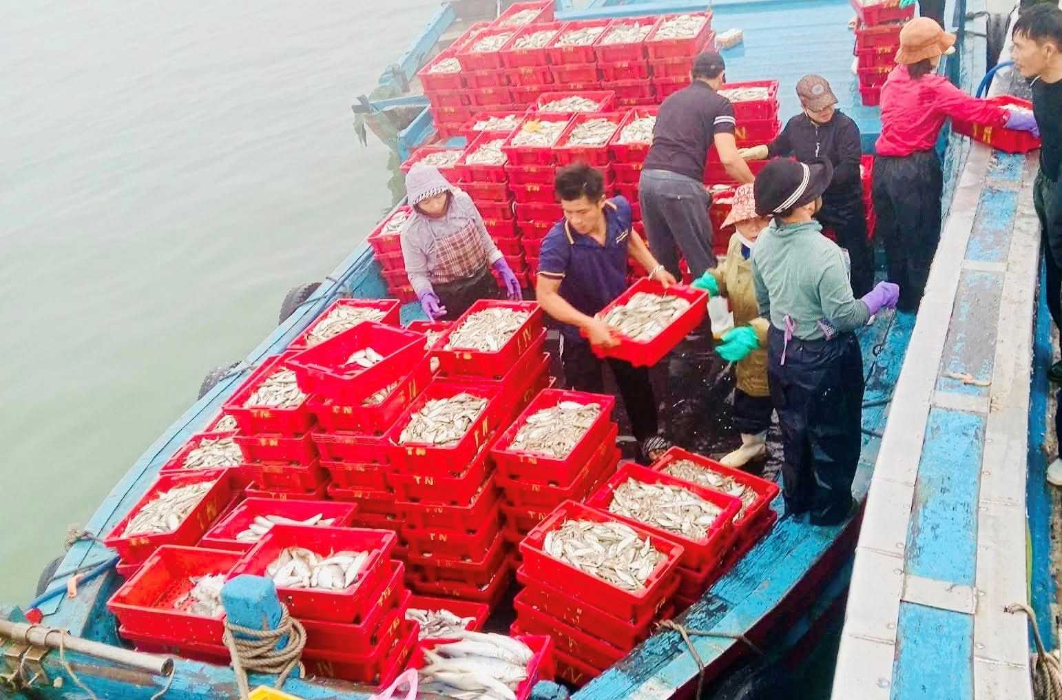 Ngu dan phuong Cua Lo thu gom ca lu sau chuyen bien dat san luong cao dip cuoi nam, phuc vu tieu thu tai cang ca dia phuong. Anh: Dinh Hung