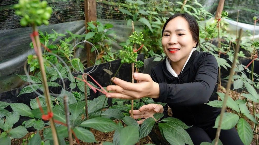 Da Nang issues Decision approving the Program for research, application of science and technology to develop Ngoc Linh ginseng and medicinal herbs products in the city in the period 2026-2035. Photo: Department of Culture, Sports and Tourism