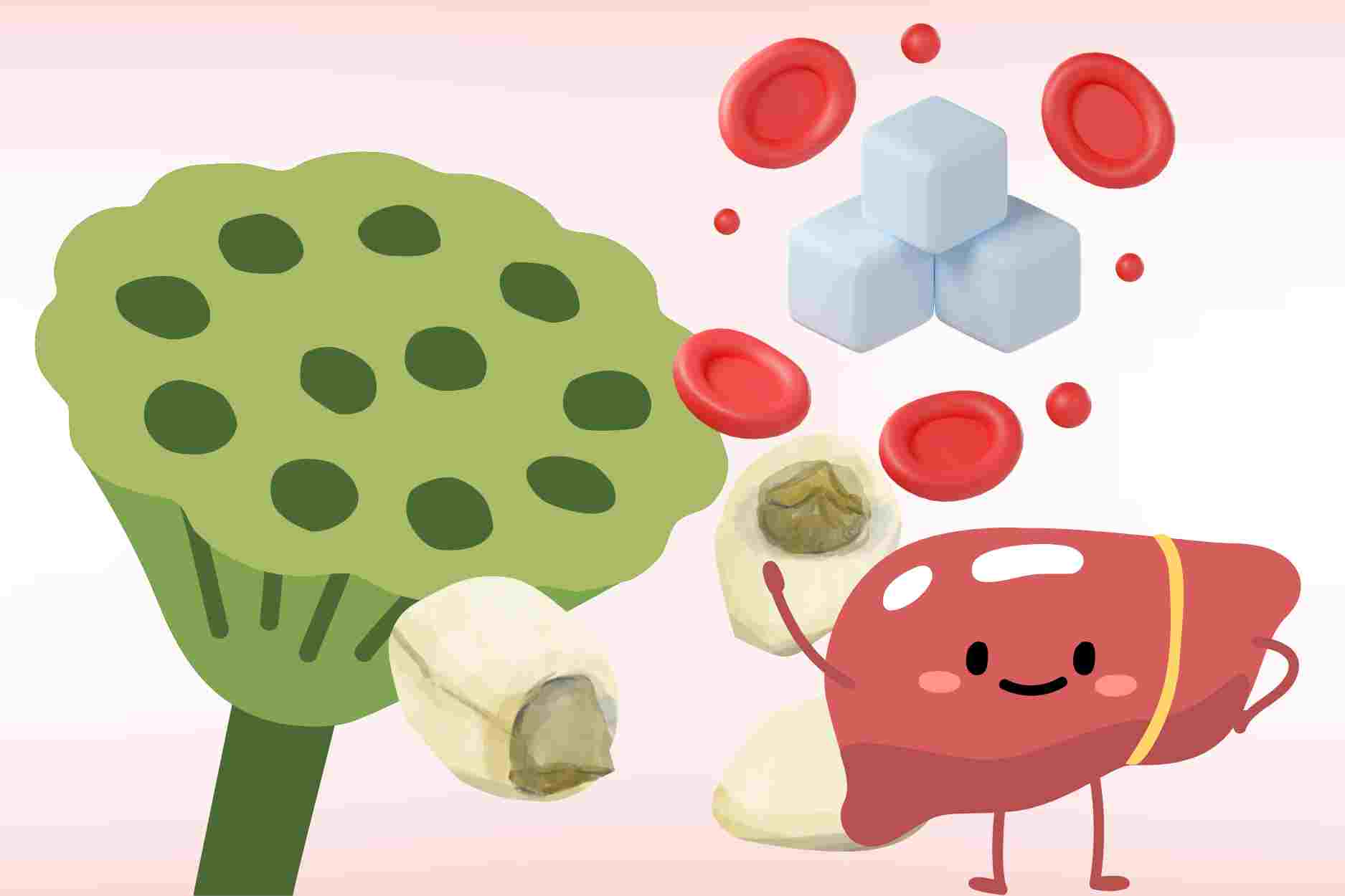 Eating lotus seeds properly helps support the liver, kidneys and control blood sugar