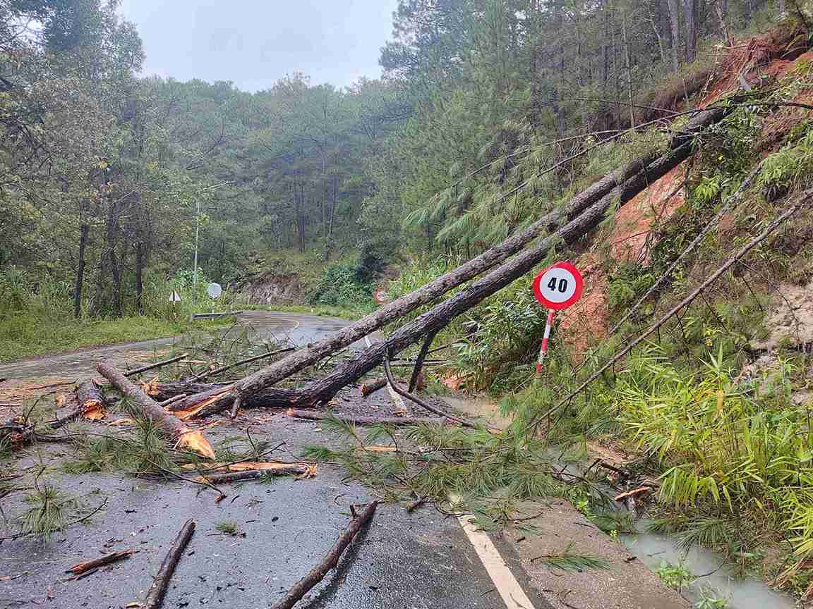 Tren deo Mimosa con ghi nhan them 4 diem cay thong nga do chan ngang duong. Anh: Phuc Khanh