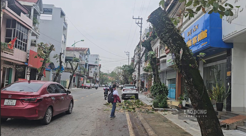 The row of trees in the center of Yen Bai is bare, leaving only the trunk and base after pruning. Photo: Long Nguyen