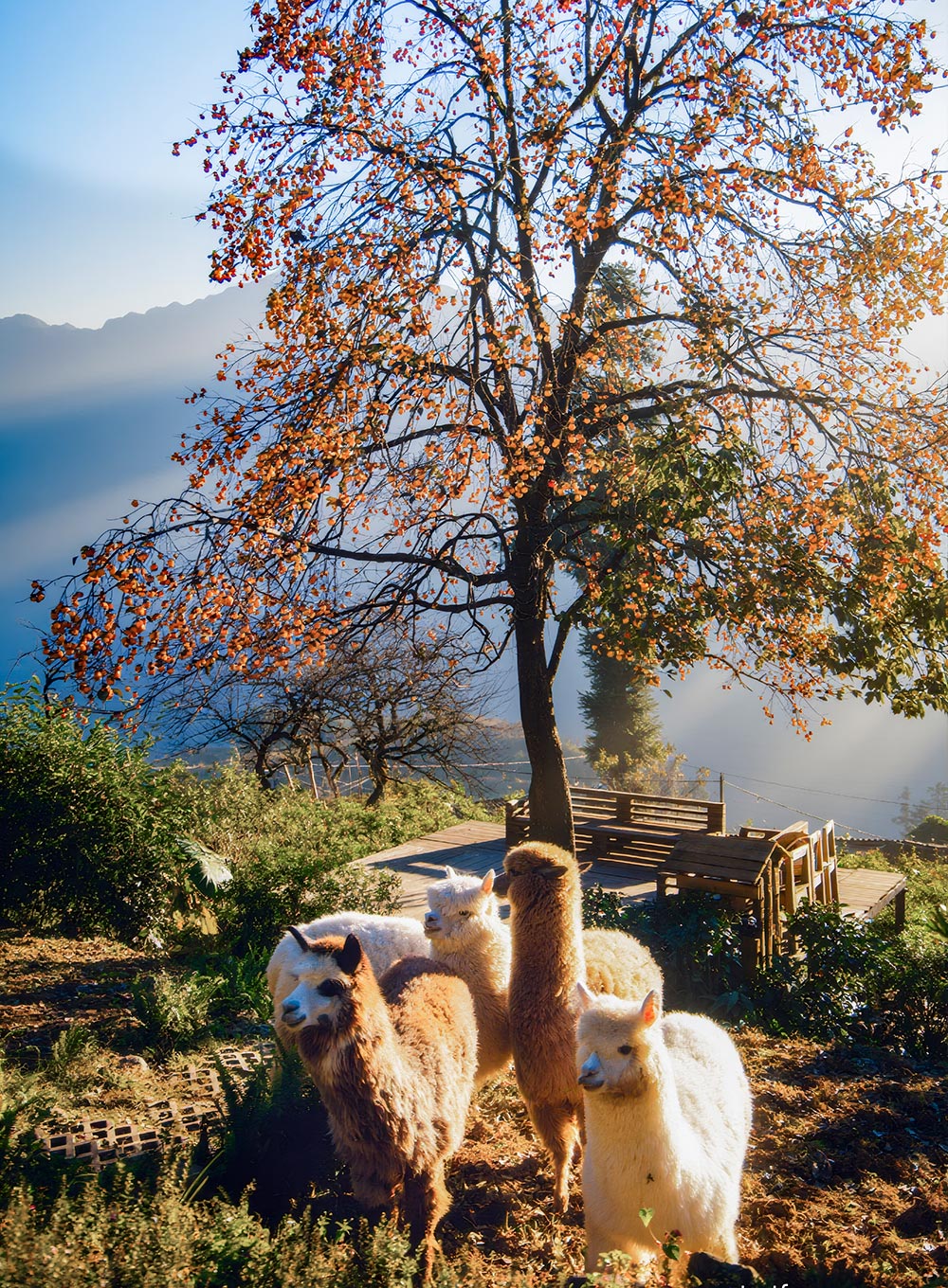 Foto: Nguyen Huu Thinh