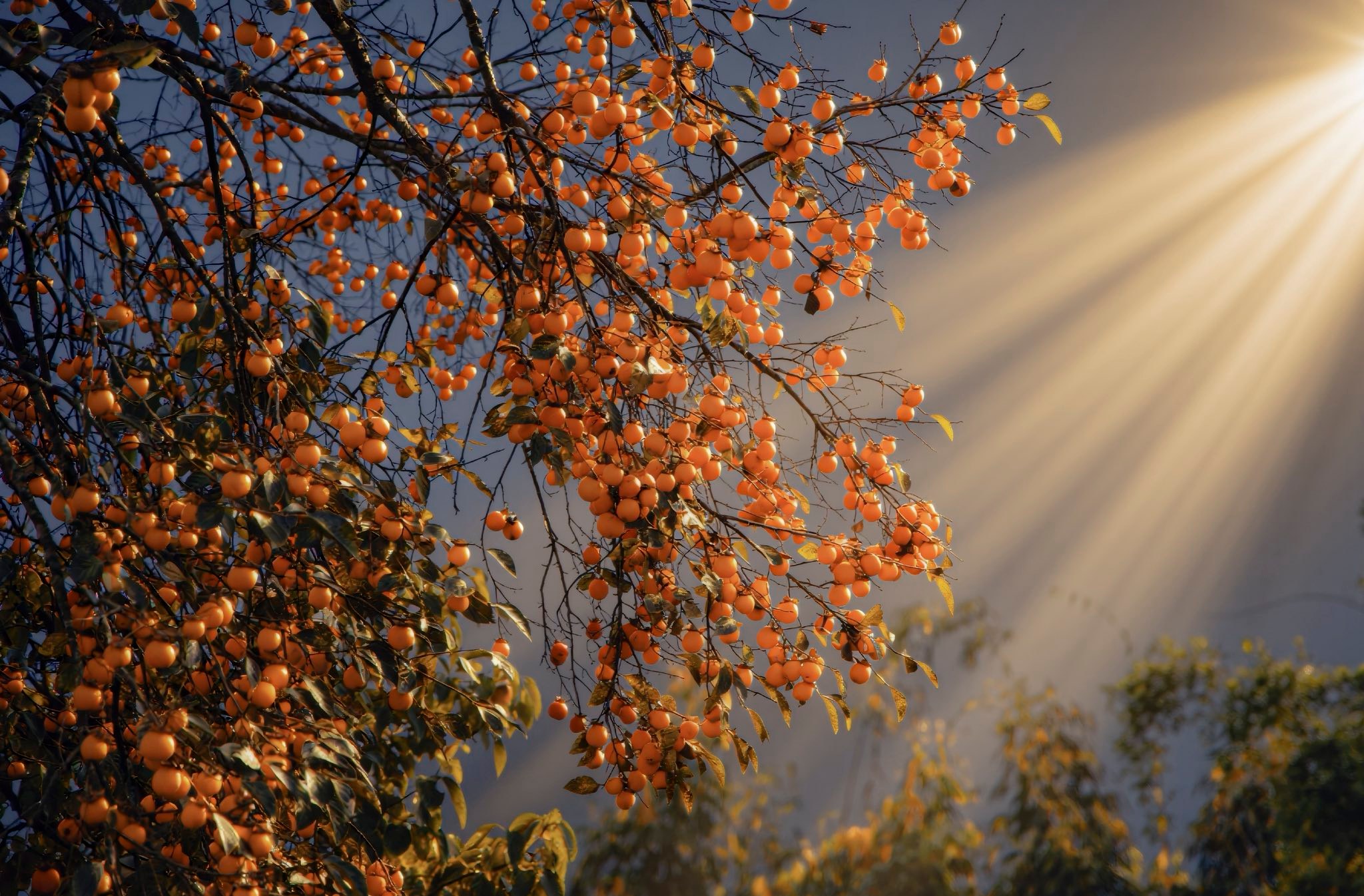 Foto: Nguyen Huu Thinh