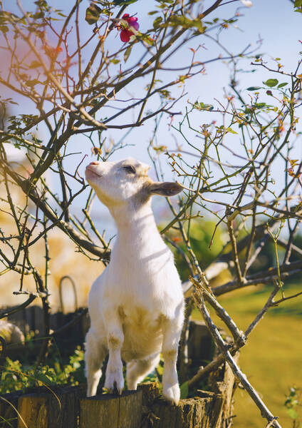 Foto: Nguyen Huu Thinh