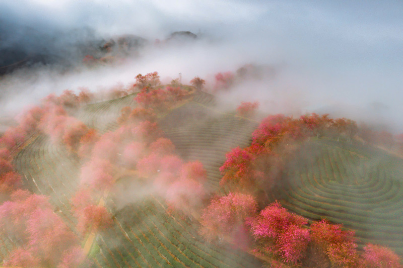 Oolong tea hill with cherry blossom garden blooming at the end of the year in Sa Pa. Photo: Duong Quoc Hieu