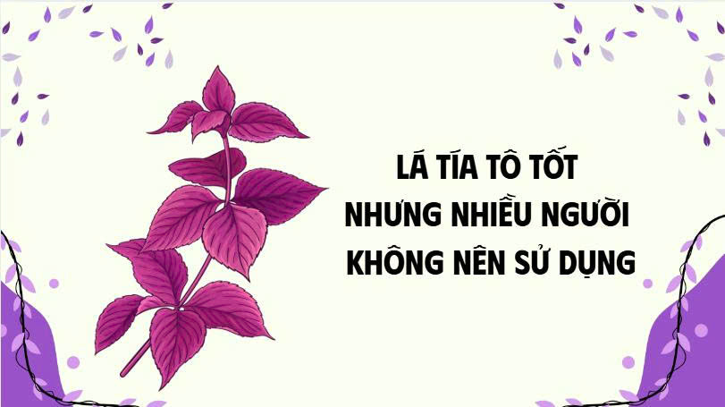 Perilla leaves are good but many people should not use them