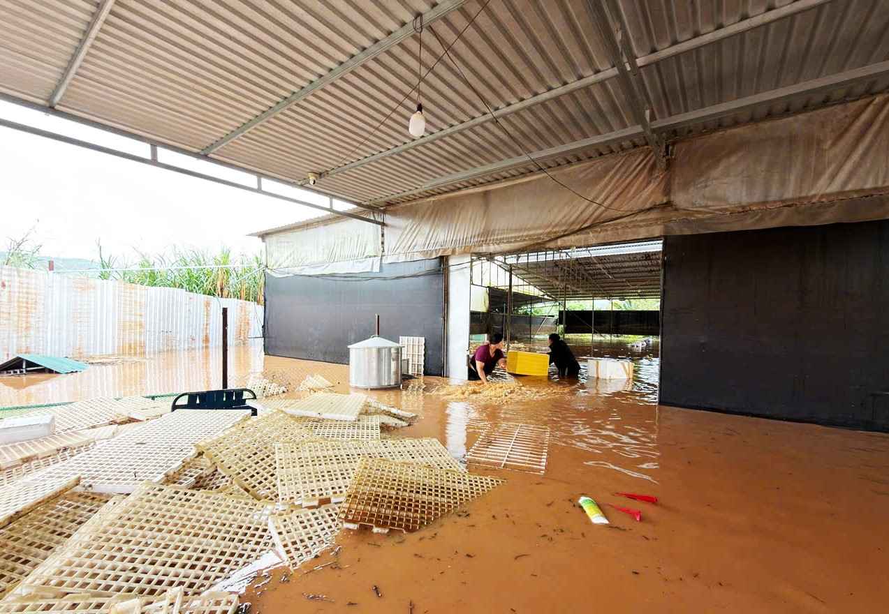 Trai chan nuoi gia cam cua mot ho dan tai xa Nam Ban Lam Ha bi nuoc co lap. Anh: Phuc Khanh