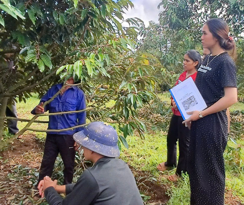 Nguoi lao dong se hoc hoi kinh nghiem lan nhau de tang nang suat cay trong. Anh: Mai Hoa