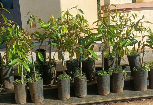 Sau rieng, giong cay da giup hang nghin ho dan o Tay Nguyen tro nen giau co neu biet cham soc, vun trong. Anh: Mai Hoa