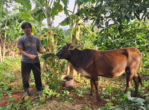 La gente se alegra de recibir vacas de raza sanas de buena calidad y medios de vida para reducir la pobreza. Foto: Tra Mi