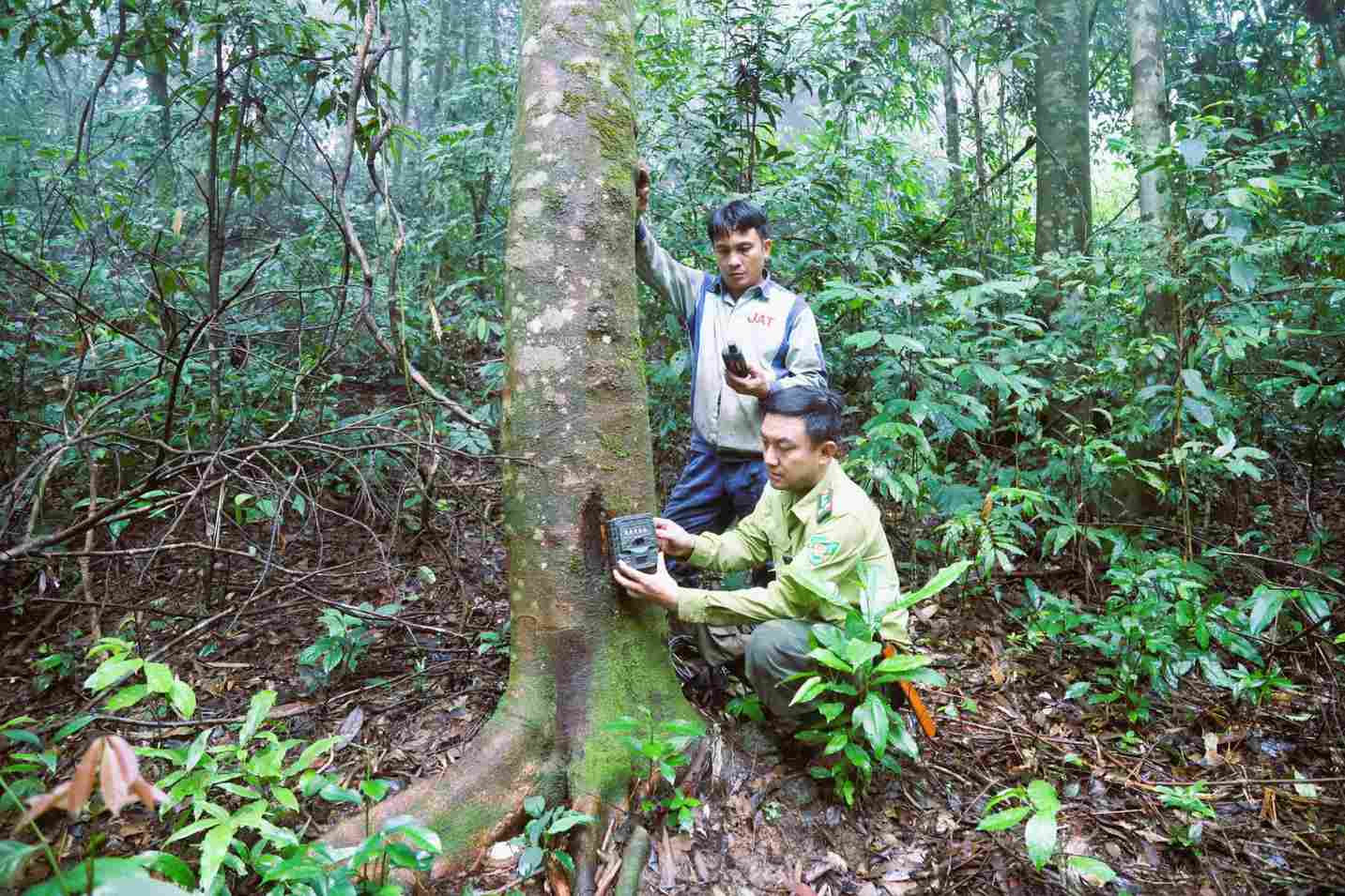 Officers of Pu Huong Nature Reserve (Nghe An) install photo traps to collect information about rare animals and birds. Photo: Song Hoang