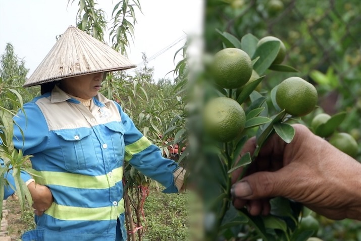 Weather worries surround peach and kumquat growers during Tet