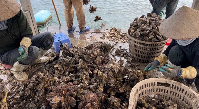 Thu hoach hau sua tai vung bien Van Don. Anh: Doan Hung