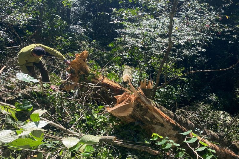 Hien truong vu pha rung 