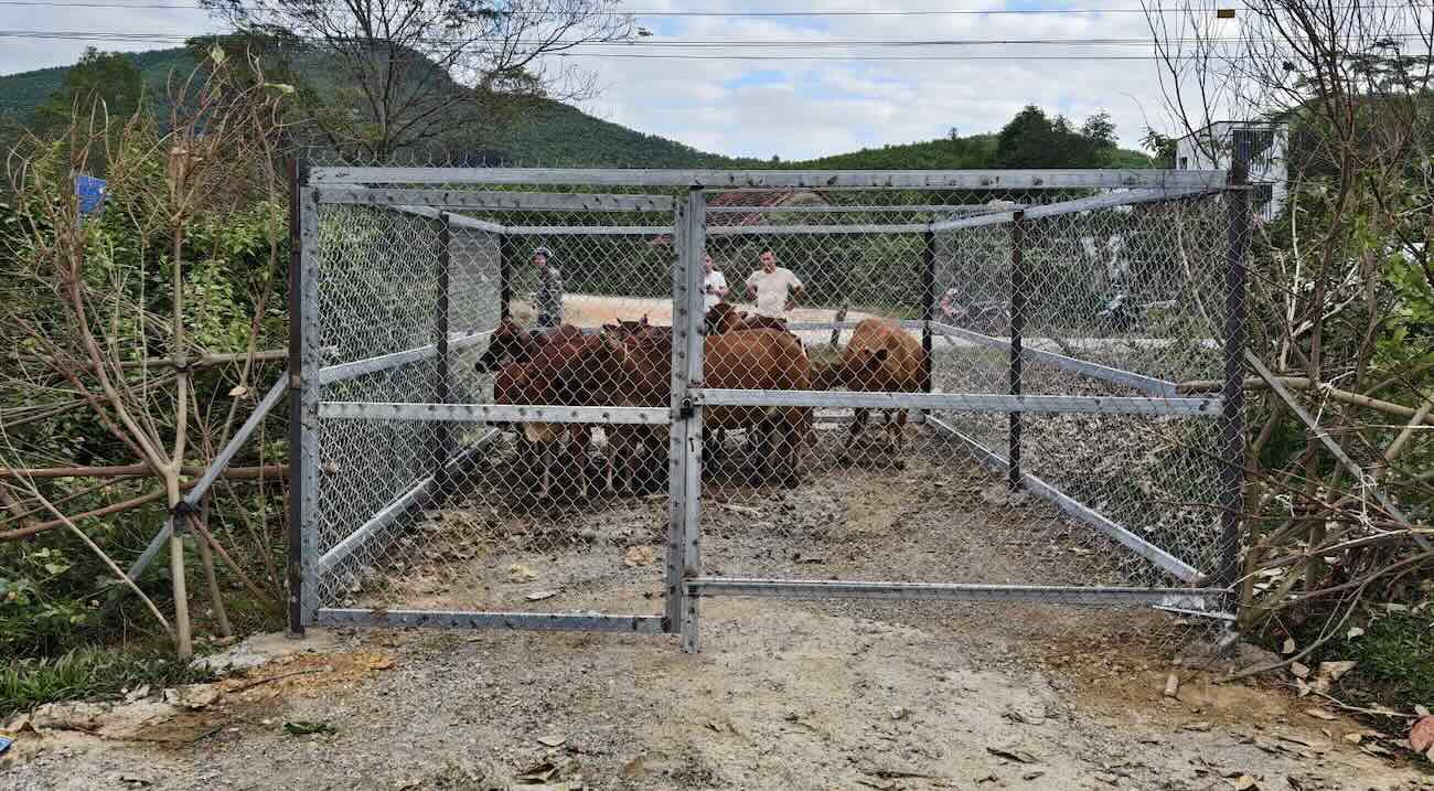 The cows that were free to roam and were unsafe for traffic were locked in temporary cages. Photo: Phong Nha Commune People's Committee