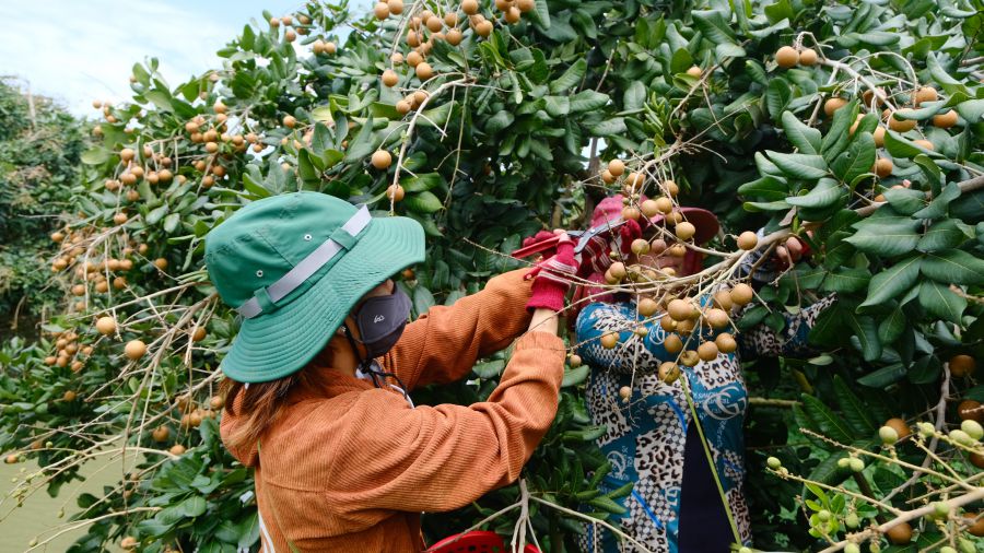 Vietnam's agricultural products still have a lot of room for export in 2026. Photo: My Ly