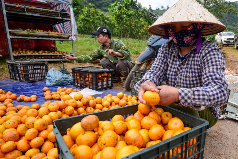 The picture of Vietnam's agricultural exports in 2025 recorded many bright spots. Photo: Hai Nguyen