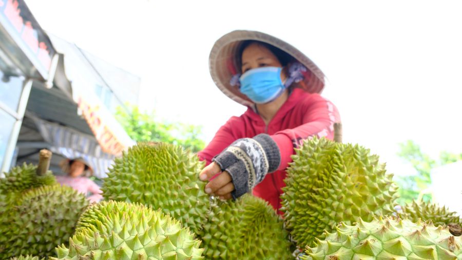 Para aprovechar el potencial de exportacion los productos agricolas del Delta del Mekong deben controlarse estrictamente la calidad. Foto: My Ly
