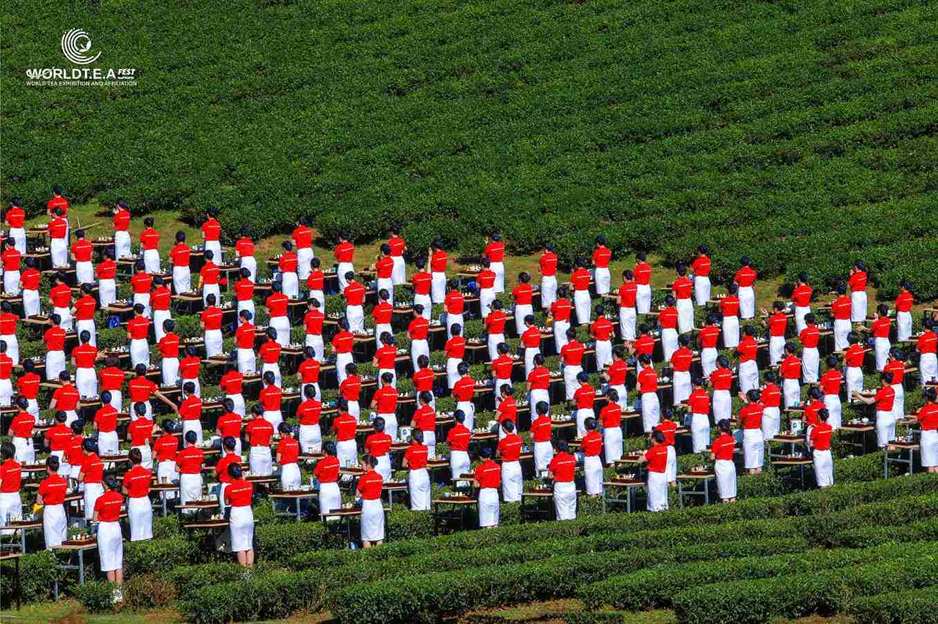 1.111 cô gái biểu diễn mang pha trà, dâng trà theo phong cách đặc biệt. Ảnh: Ban tổ chức