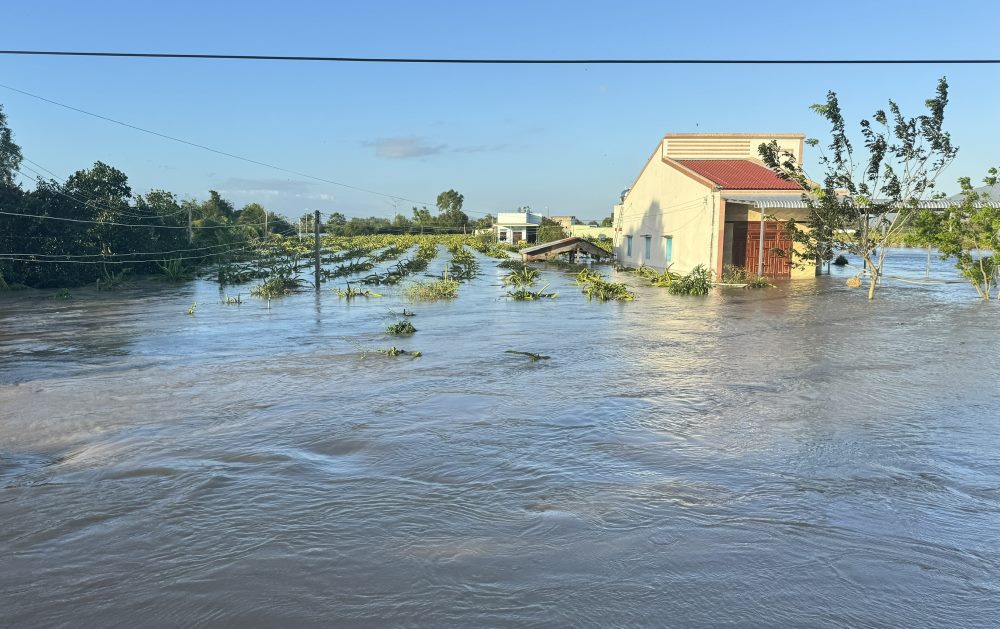 Một nhà dân và vườn thanh long bị ngập. Ảnh: Duy Tuấn 