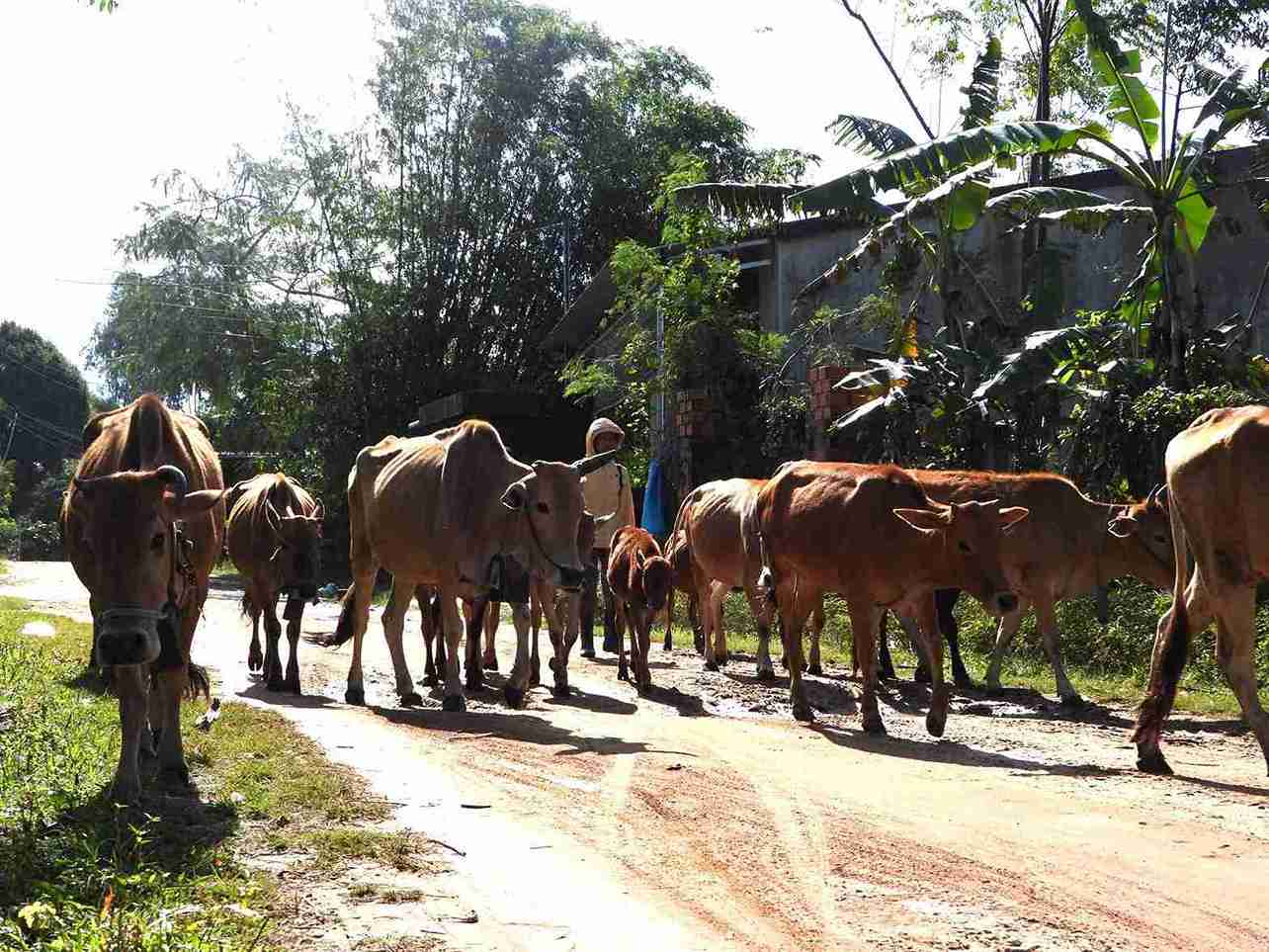 Xa Lien Son Lak co nhieu thon, buon dong dong bao dan toc thieu so sinh song. Anh: Bao Lam