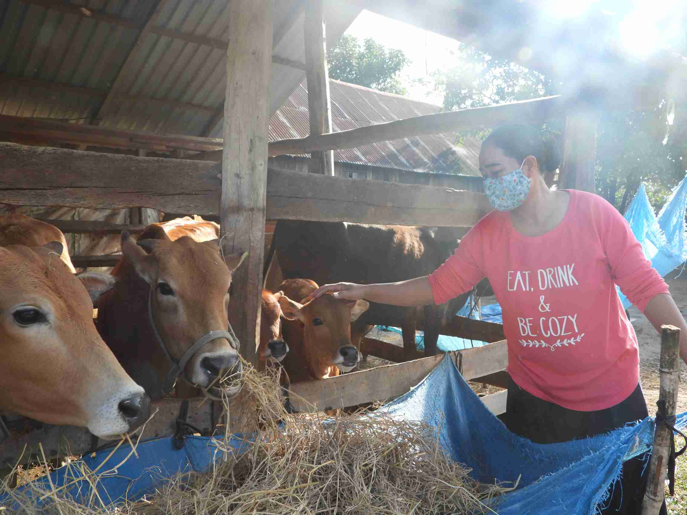 Chan nuoi bo sinh san duoc xem la huong di ben vung giup ba con kho khan trong xa thoat ngheo. Anh: Bao Lam