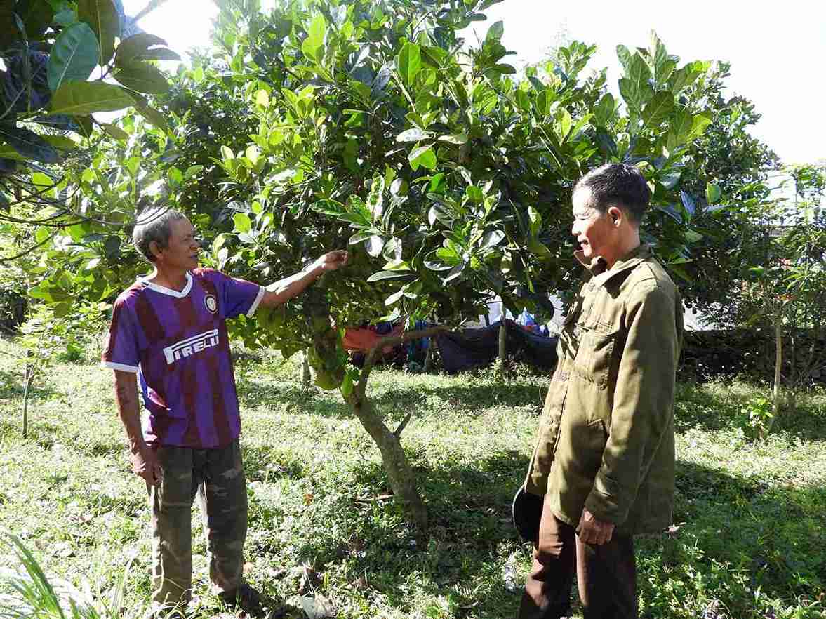 El Sr. Y Hang Du (hogar casi pobre en la comuna de Lien Son Lak provincia de Dak Lak) recibe apoyo del gobierno para plantar arboles para desarrollar la economia. Foto: Bao Lam