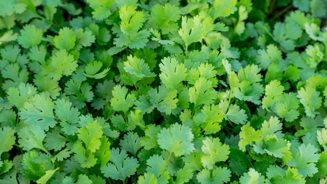 Coriander not only helps enhance the flavor of dishes, this vegetable also helps detoxify the liver and kidneys. Photo: Nguyen Ly