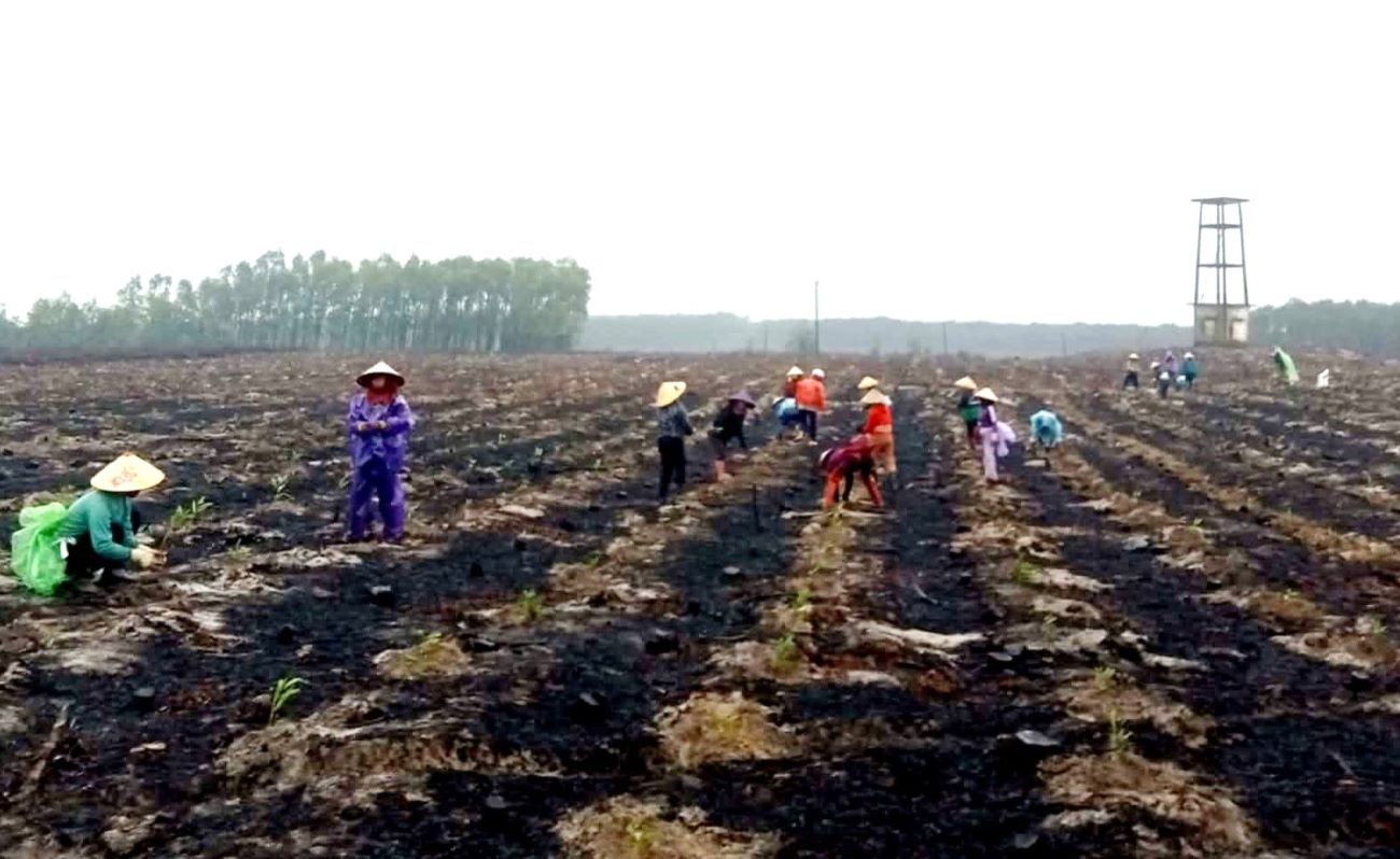 Women in Phuong Duyet village help replant a burned forest for a member. Photo: Nguyen Dong