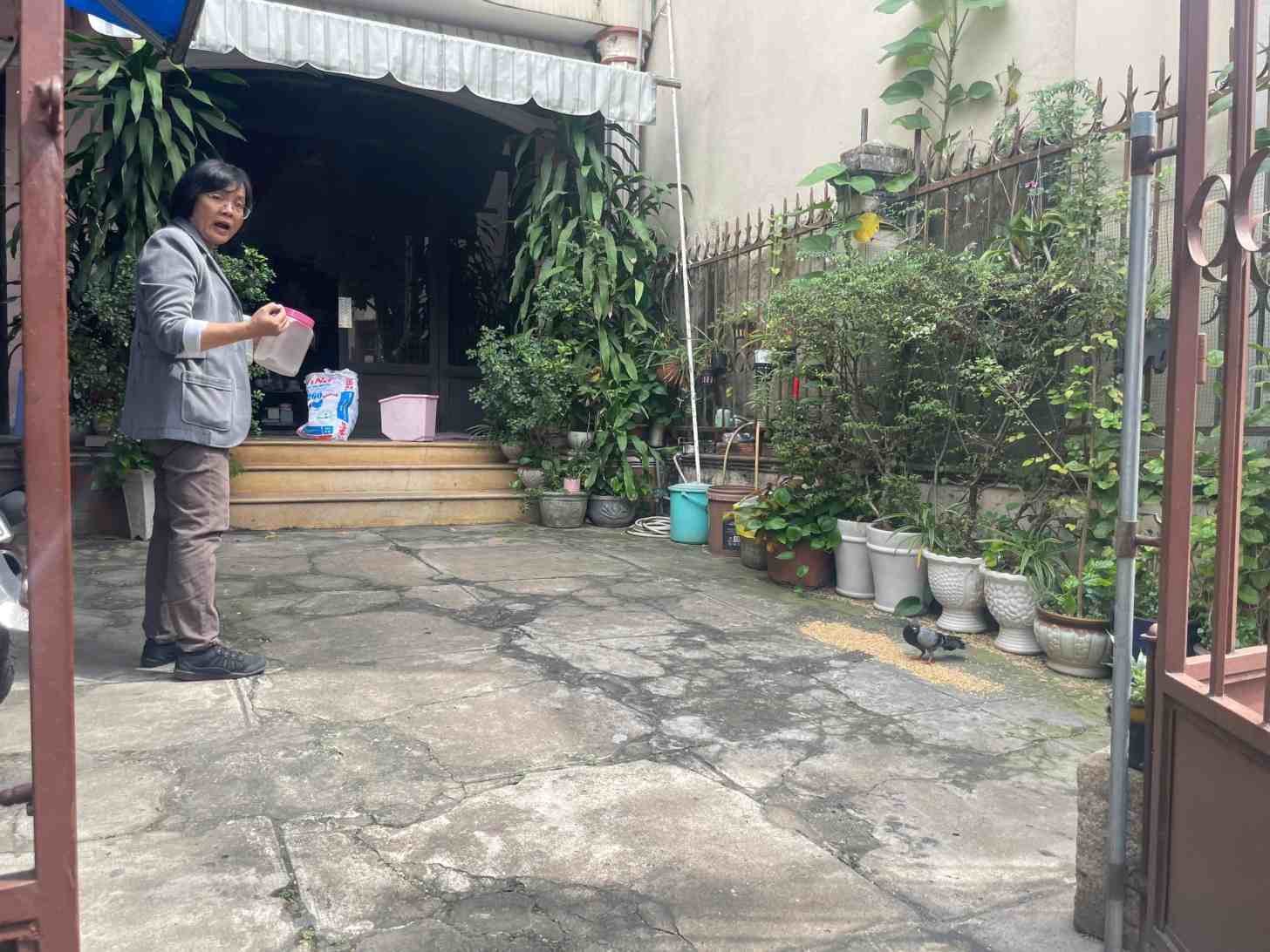 Chú chim bồ câu bị thương ở chân bay về nương náu và ăn trước sân nhà cô Đào. Ảnh: Đình Trọng