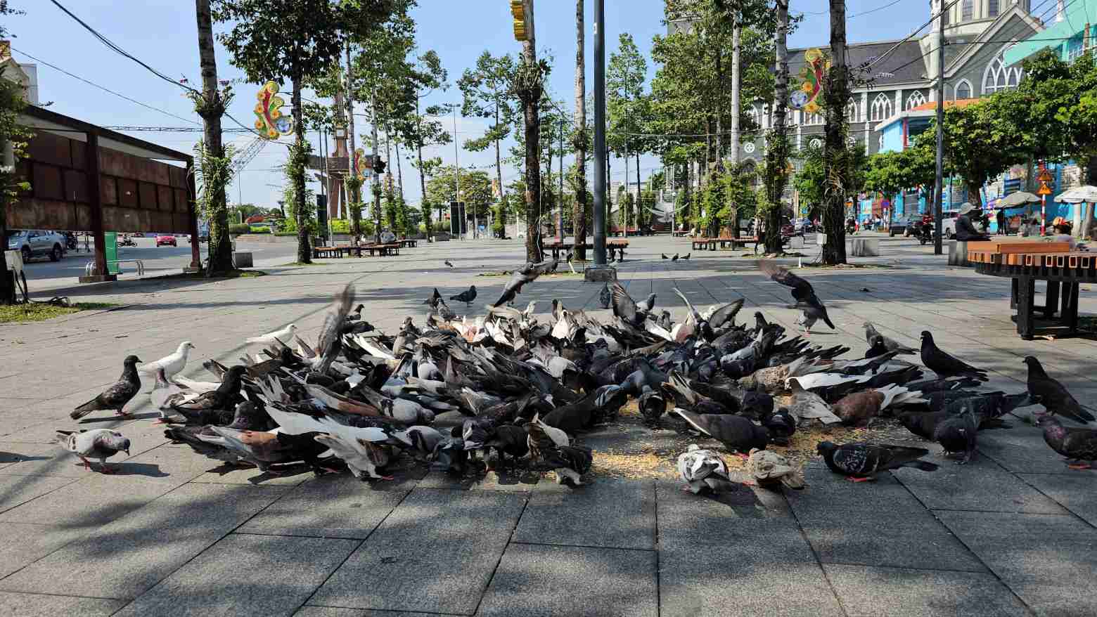 Đàn bồ câu có khi lên tới 300 con. Ảnh: NVCC