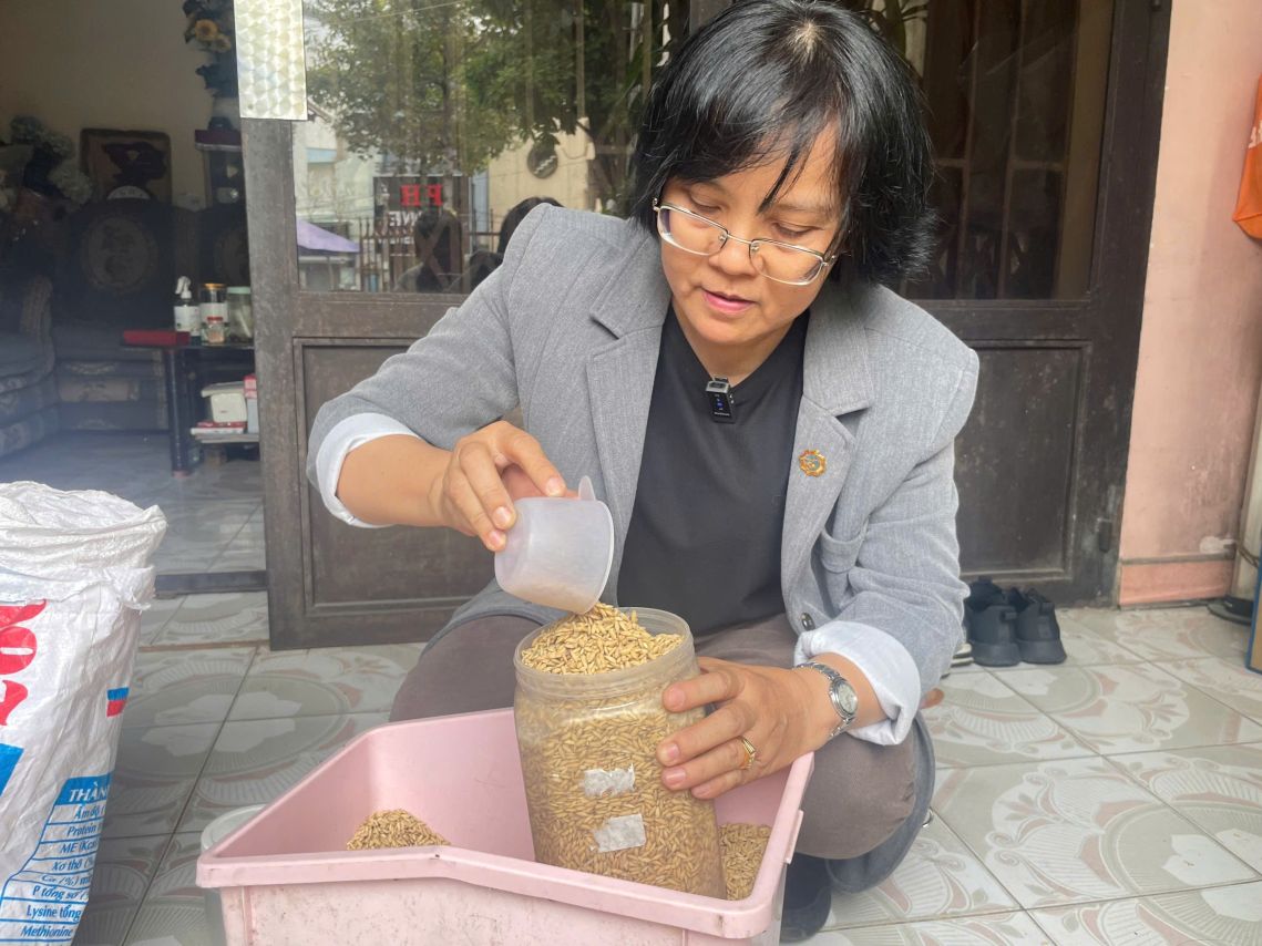 Hàng ngày cô đào đong lúa cho bồ câu ăn. Ảnh: Đình Trọng