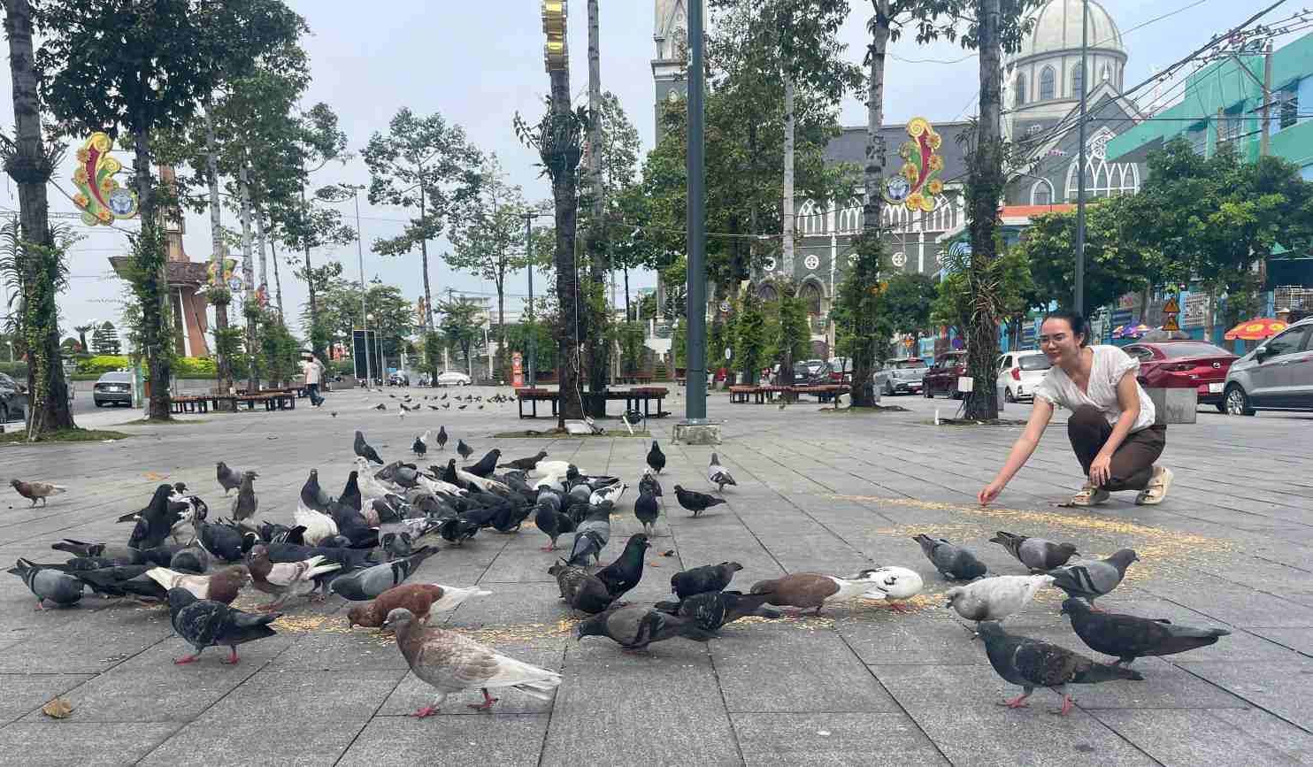 Những con chim bồ câu thong thả ăn lúa mang đến sự yên bình, thích thú cho người dân và du khách. Ảnh: Đình Trọng