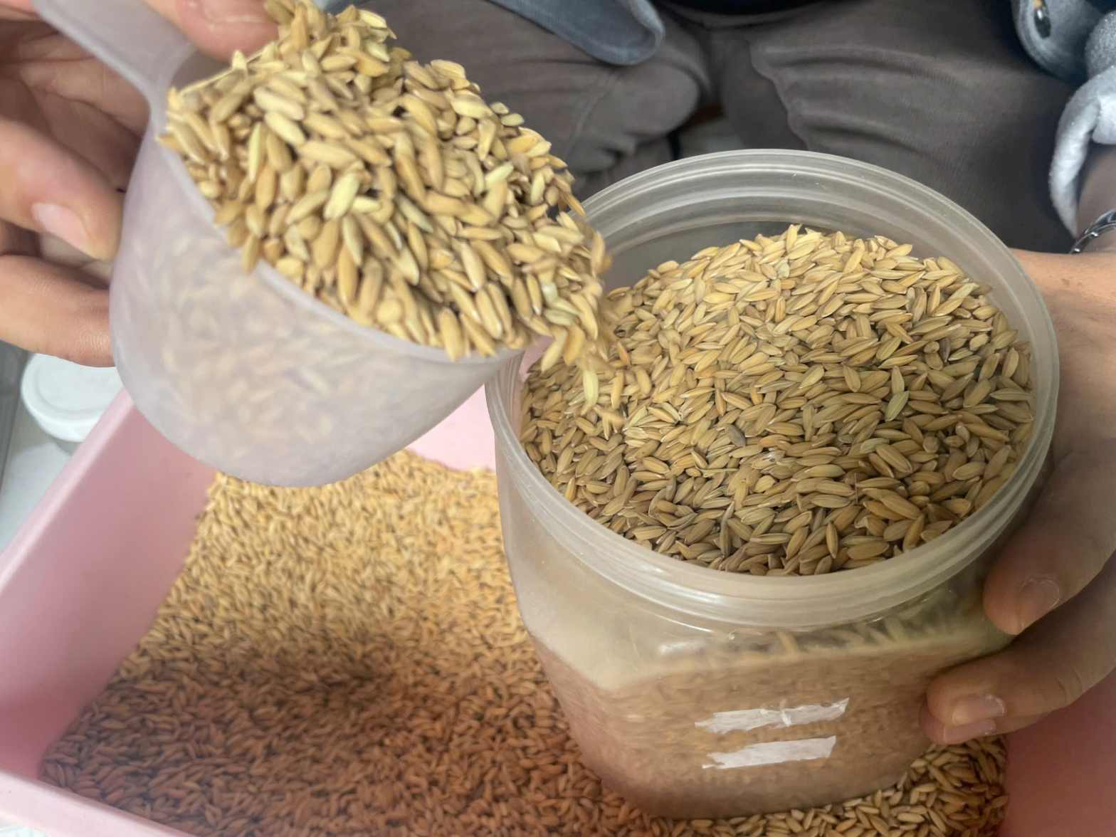 Hai ngày hết một thùng khoảng gần 6kg lúa. Ảnh: Đình Trọng