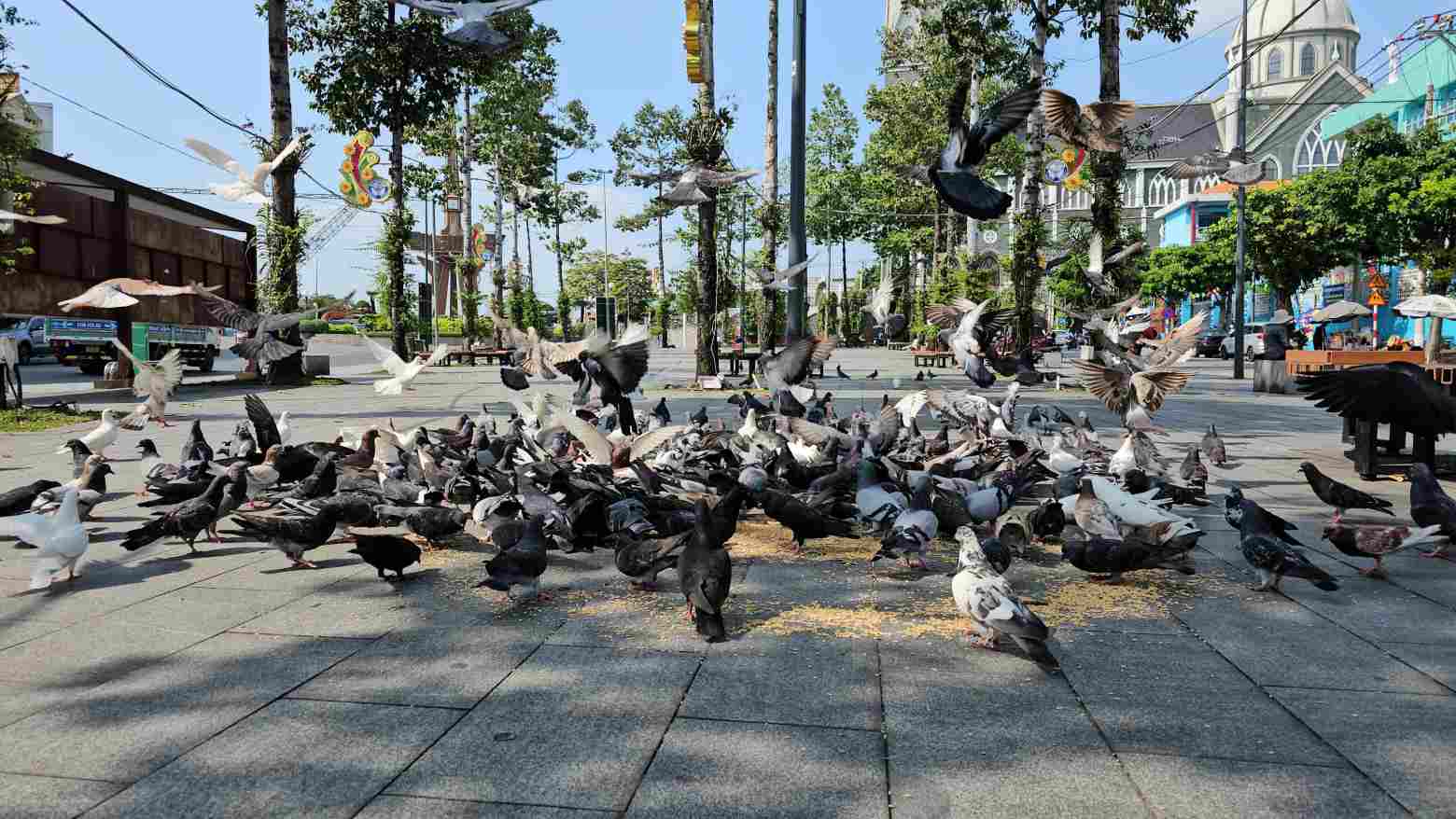 A flock of hundreds of turkeys eating rice in the park at Thu Dau Mot Intersection. Photo: NVCC